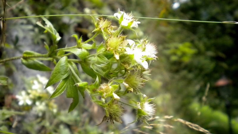 Potentilla caulescens